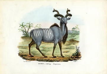 Greater Kudu, 1863-79